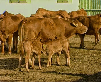 Farms For Sale In Romania