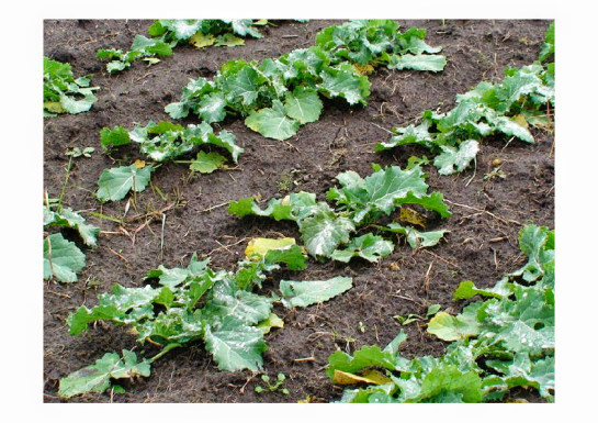 "Investments In Romania"