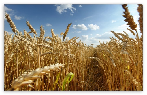 farms for sale in Romania