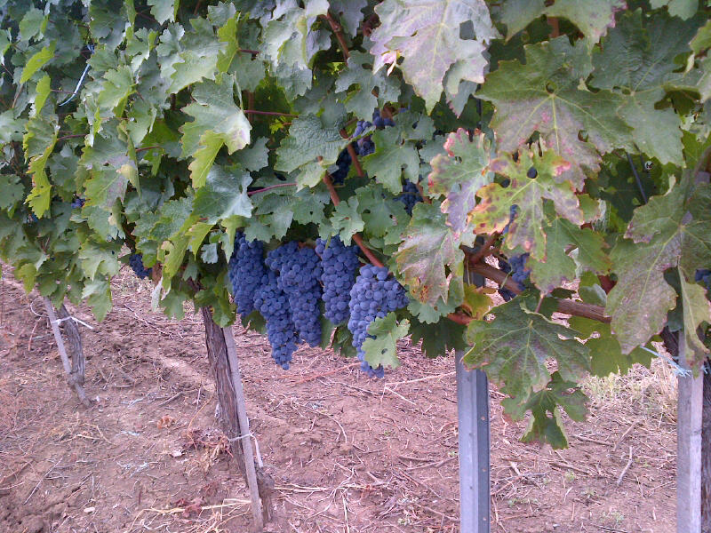farm with vineyard lands,grapevines in romania,farms winery