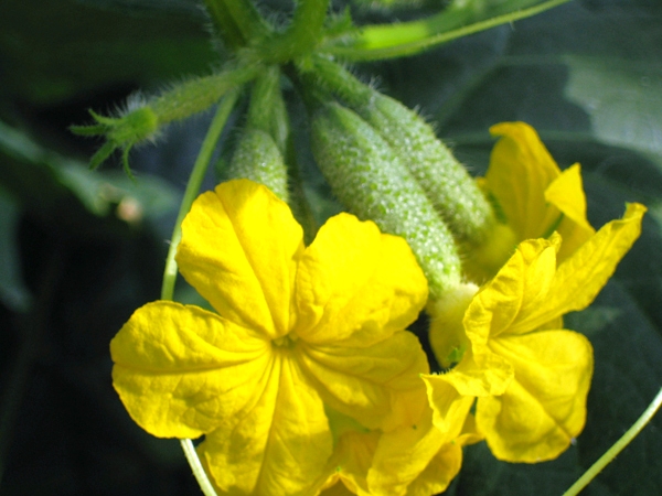 investment opportunities in Romania