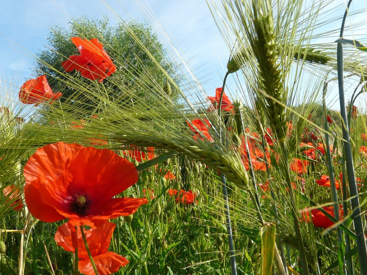 invest Romania,Investment In Romania,investment opportunities in Romania,Investment Romania, Investments In Romania