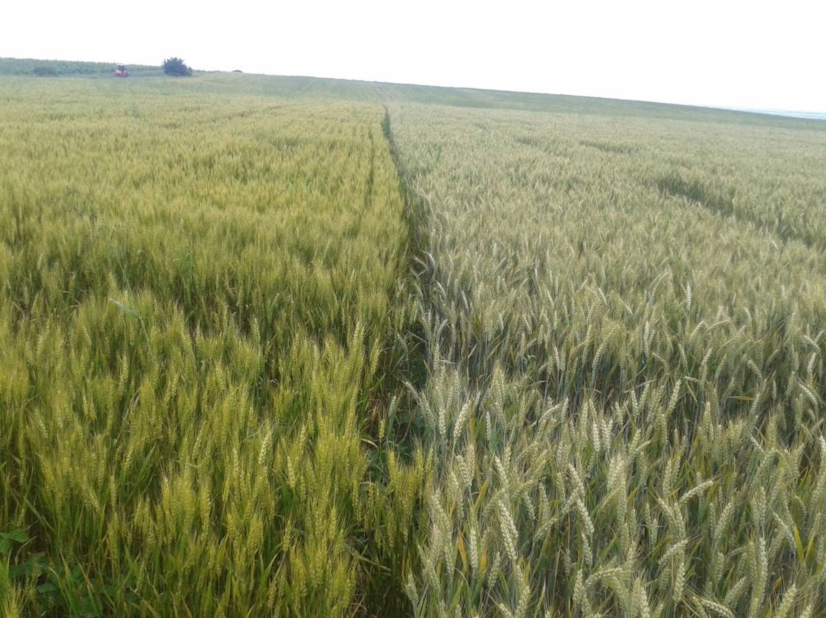 Romania farming investment