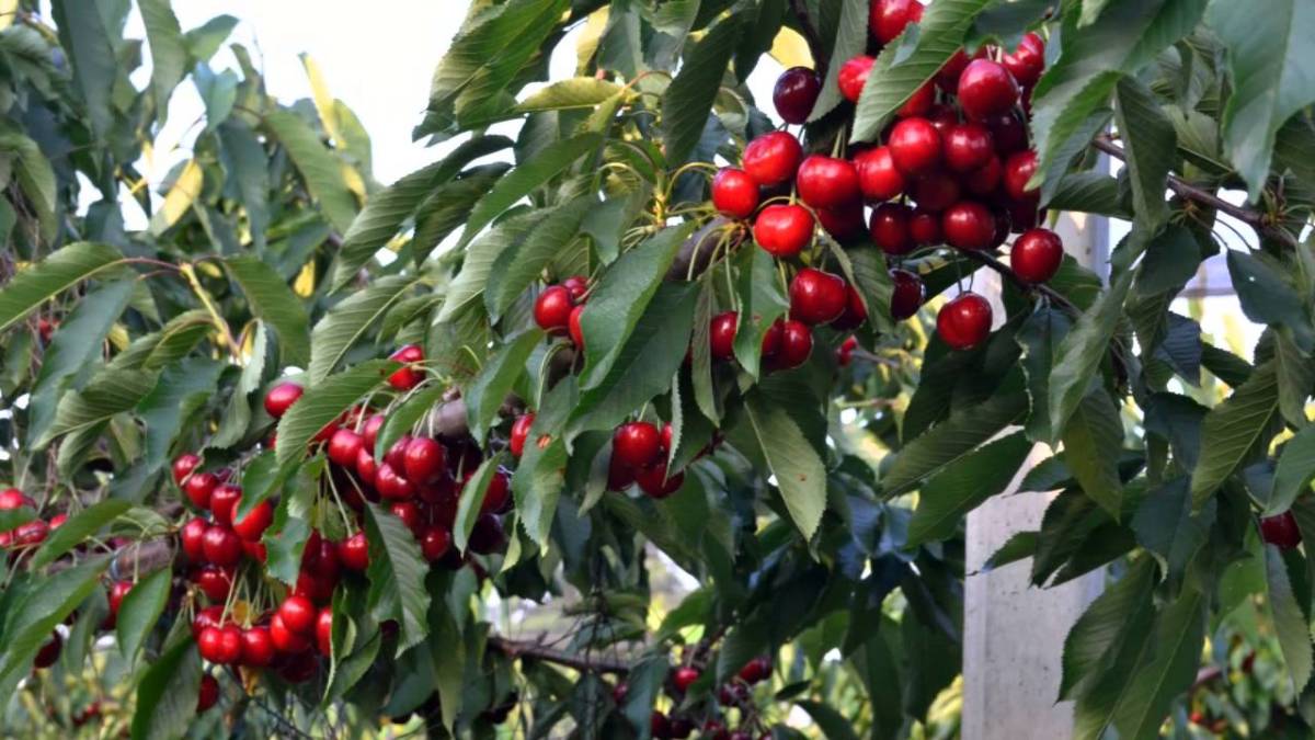 Investments in Romania