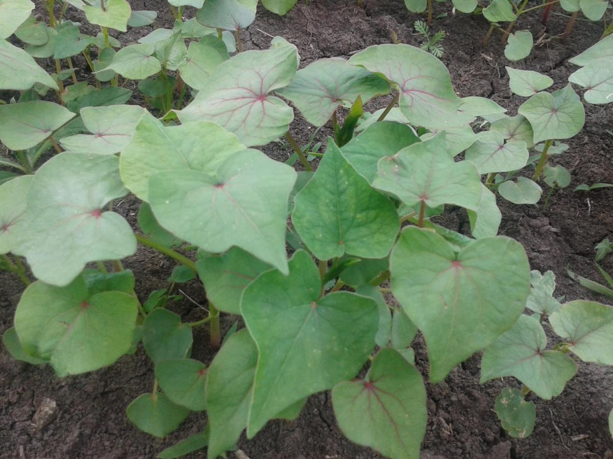 romanian farm property for sale