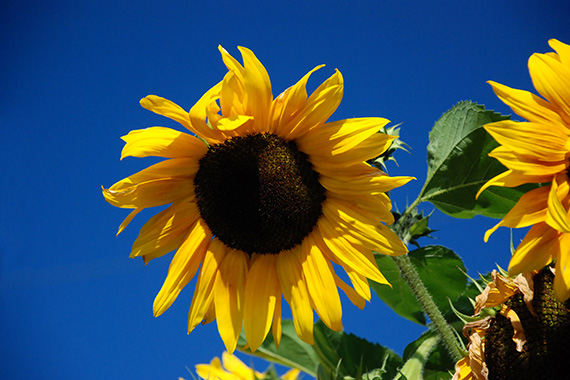 land and farms for sale in Romania