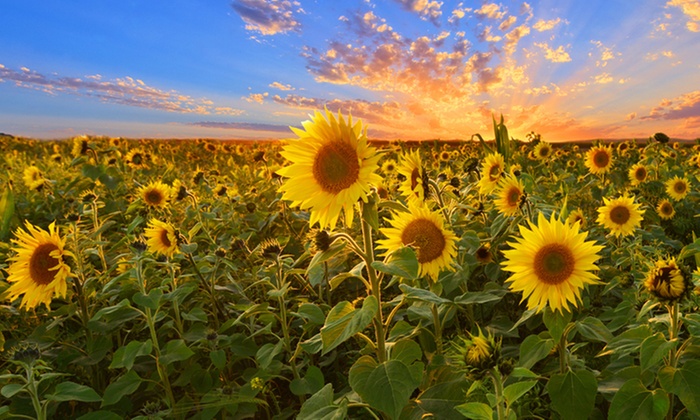 Property For Sale In Romania