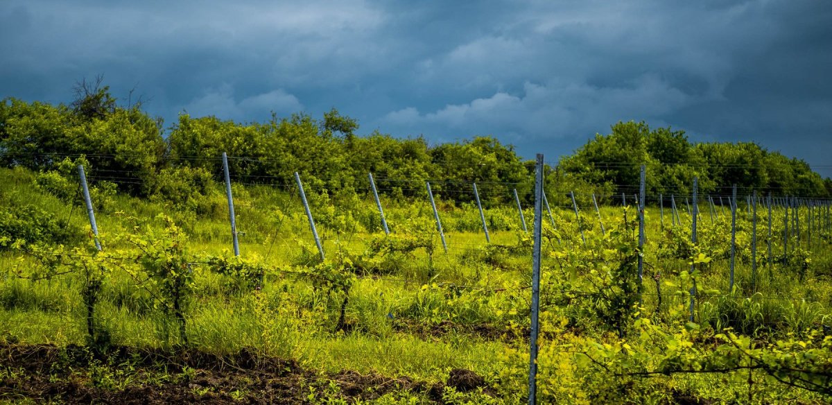 Romania Vine Farms