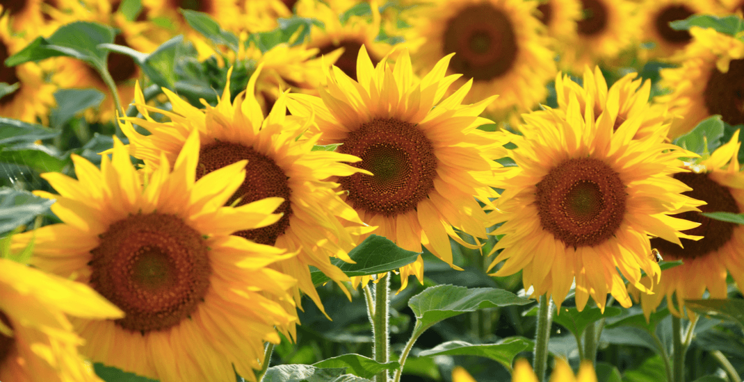 Agricultural land for sell in Romania