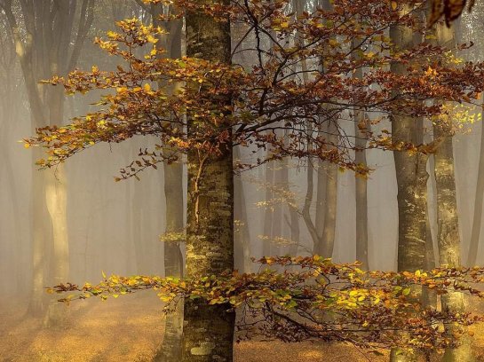 Forest Romania