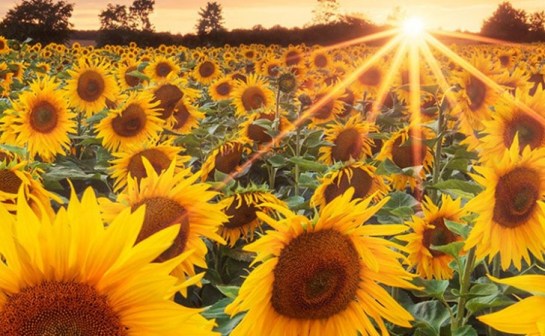 properties for sale in romania