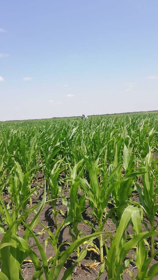 Agriculture Land For Sale In Romania